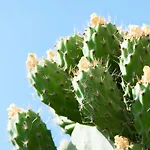 Appartement The Prickly Pear La Canée