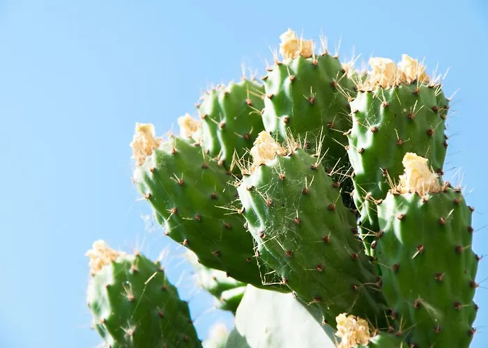 Апартаменти The Prickly Pear Ханья (Крит)