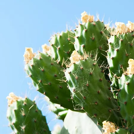Appartamento The Prickly Pear La Canea