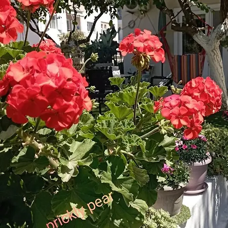 The Prickly Pear Appartement *