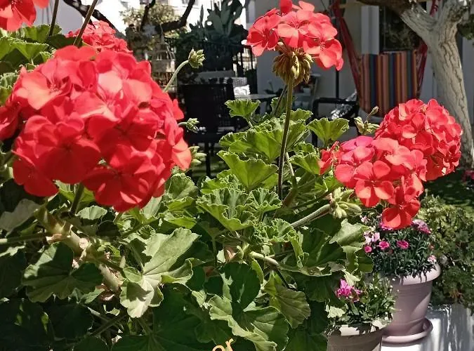 The Prickly Pear Apartament *